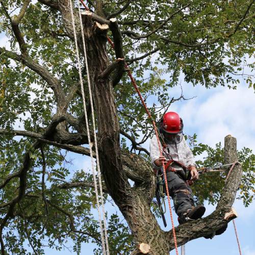 Tree Trimming